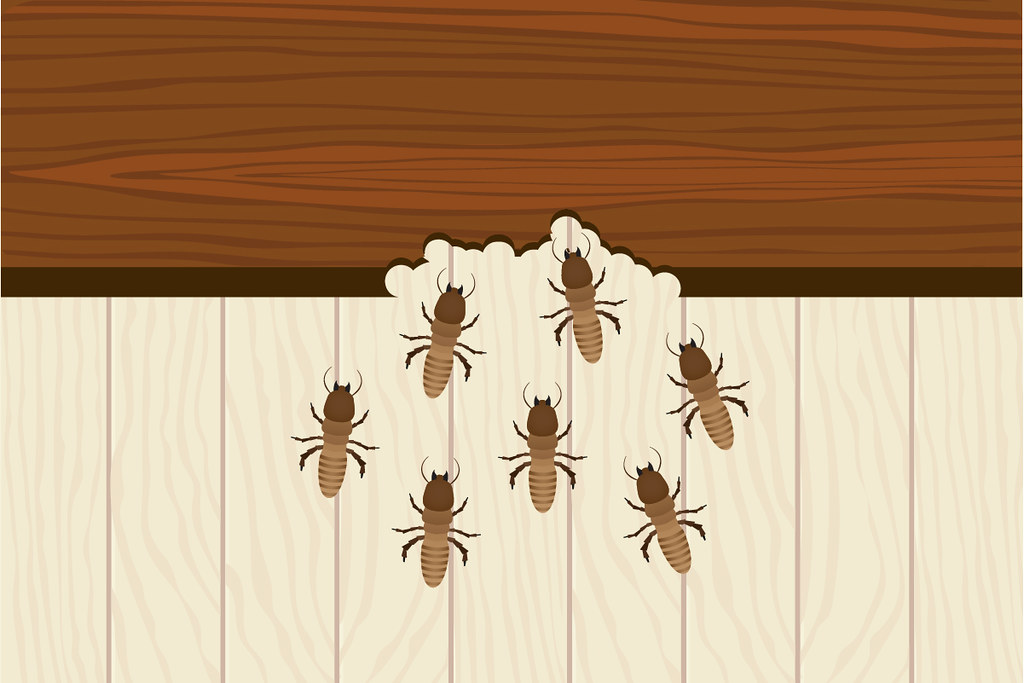 A digital illustration of termites infesting a wooden structure. Several termites are shown emerging from a chewed area where dark brown wood meets light-colored wooden paneling, indicating active wood damage.
