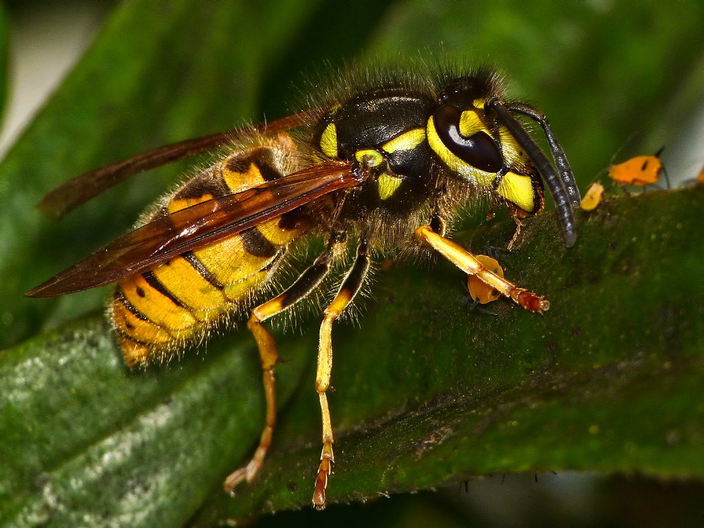 Close-up of a yellowjacket wasp with a fuzzy body and vivid black and yellow markings, perched on a green leaf.