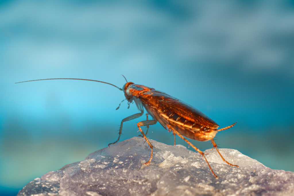 Close-up image of a reddish-brown cockroach standing on a textured rock surface, with a blue gradient background. The insect's long antennae and segmented legs are prominently visible.