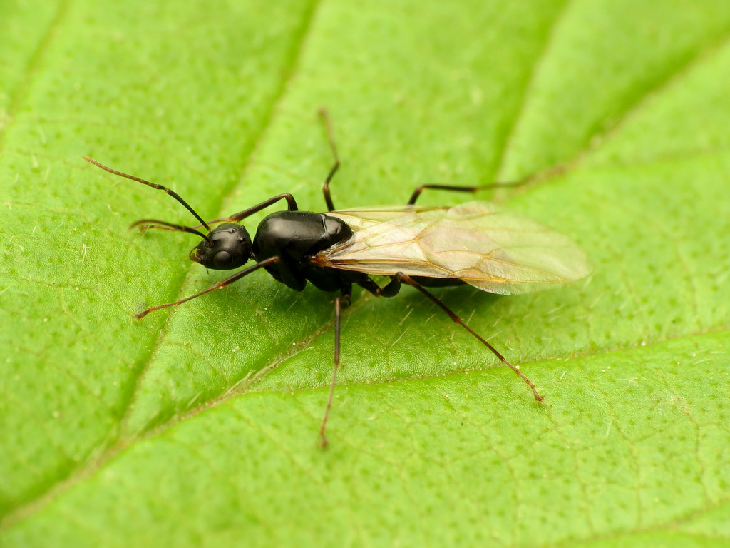 Close-up of a flying ant with transparent wings and a black body resting on a bright green leaf. This commonly gets mistaken for termites.