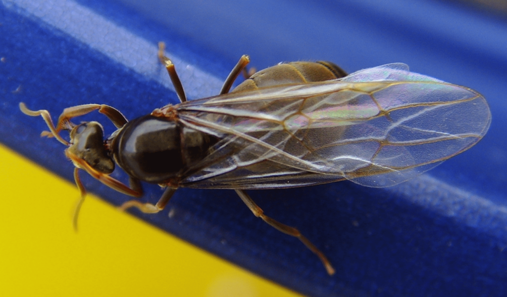 Close-up of a winged ant on a blue and yellow surface, showcasing its shiny black body, long transparent wings with visible veins, and bent antennae.