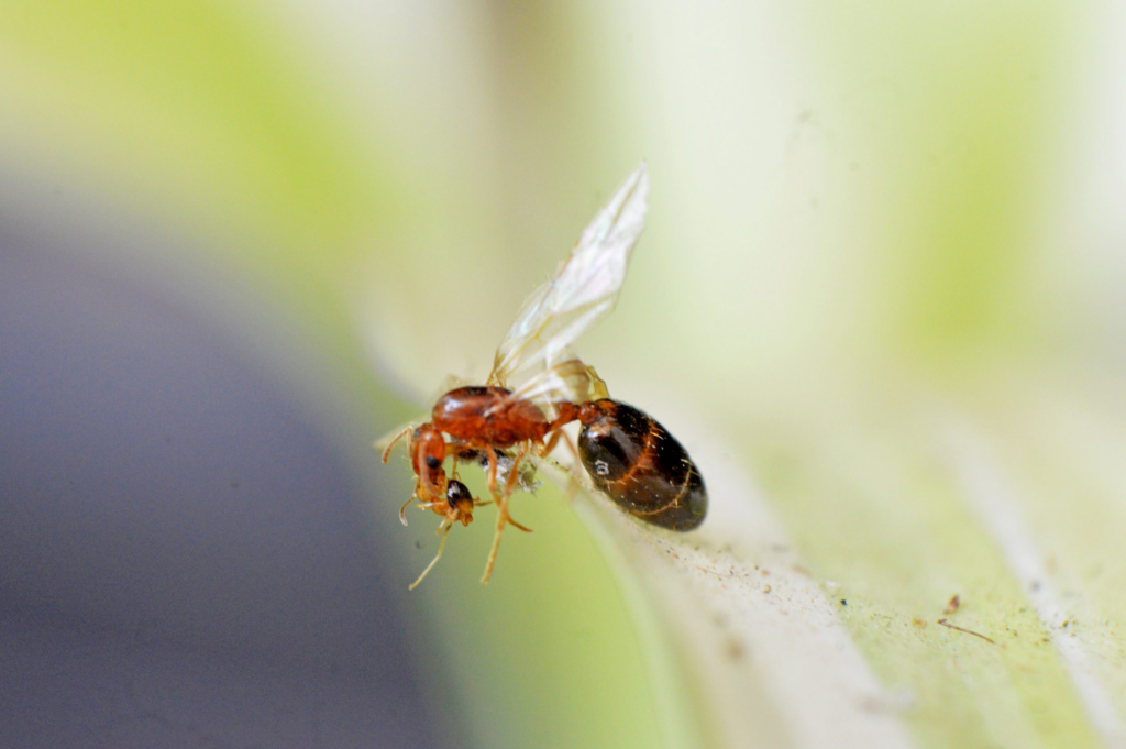 Close-up image of a small red flying ant with translucent wings perched on the edge of a leaf, showing its segmented body, bent antennae, and shiny dark abdomen.