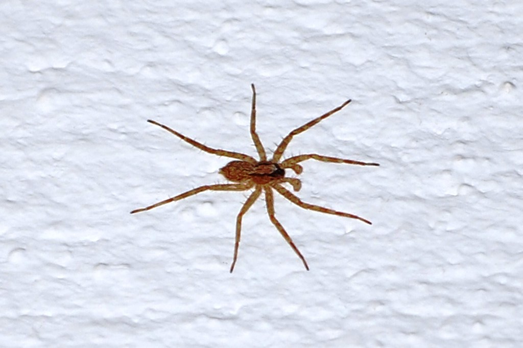 A small brown spider with long legs and a faint violin-shaped marking on its back, clinging to a textured white wall.