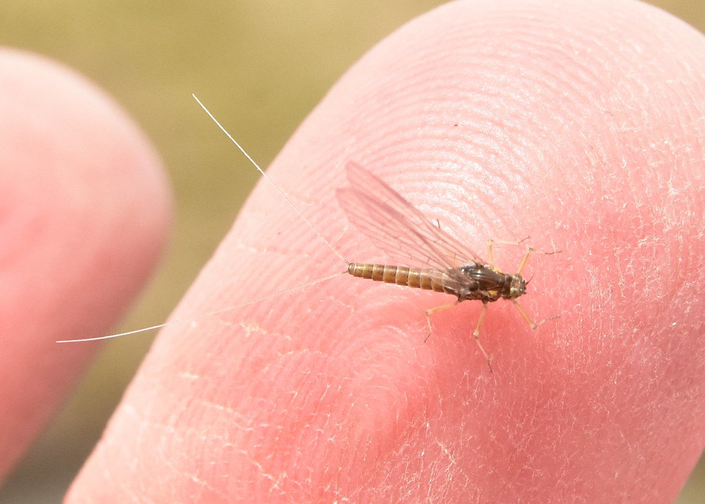 Close-up image of a small mayfly with translucent wings and long tail filaments resting on a person's fingertip, showing the insect's delicate body and fine details.