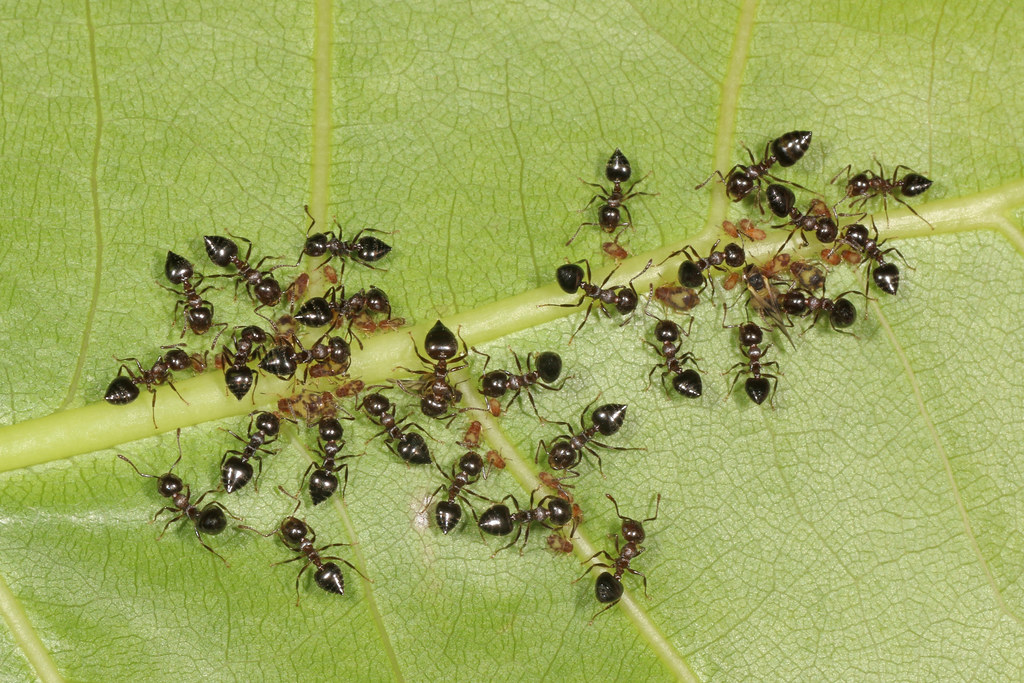 A group of small black ants clustered on a green leaf, some appearing to interact with tiny brown insects or food particles along the central vein of the leaf.