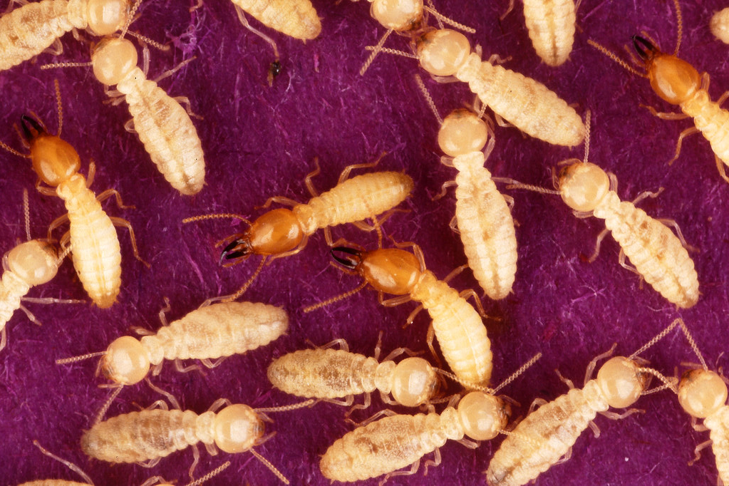 A close-up image of light-colored termites on a purple background, with some termites having darker, reddish-brown heads and mandibles, indicating soldier termites among the workers.