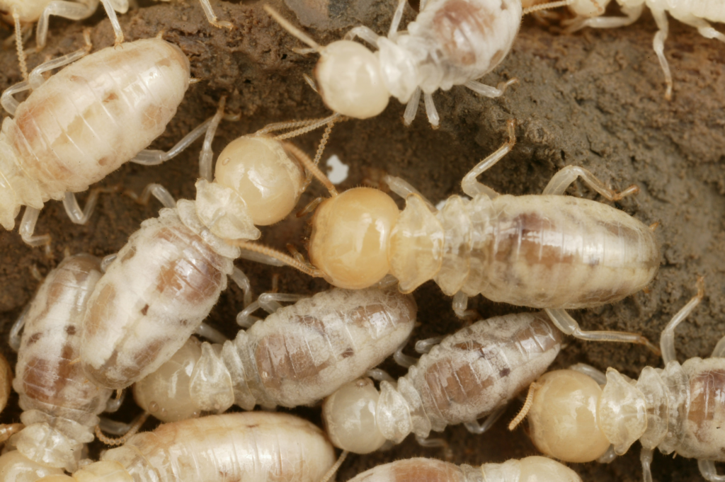 A close-up view of a cluster of worker termites on a piece of decaying wood, showing their pale, soft bodies and segmented abdomens.