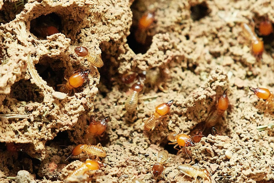 A close-up view of termites with reddish-brown heads and pale bodies crawling through intricate tunnels and chambers in a mound of packed dirt or decayed wood.