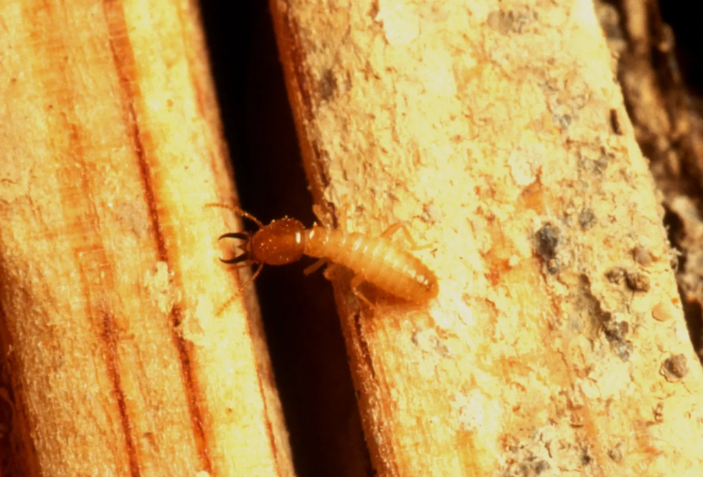 Close-up of a termite on damaged wood, showing its pale body and large, dark mandibles typical of a soldier termite.