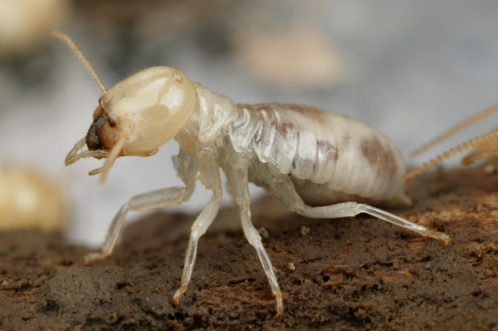 termite