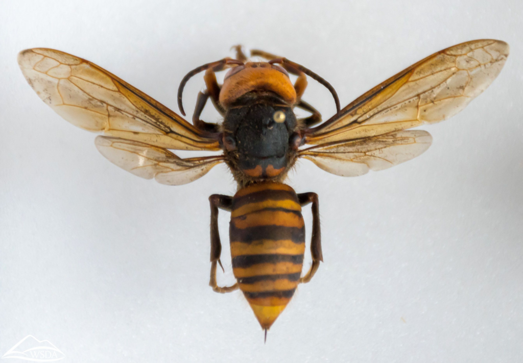 Close-up of an Asian giant hornet (murder hornet) with amber-tinted wings and dark orange and black striped abdomen, displayed on a white background.