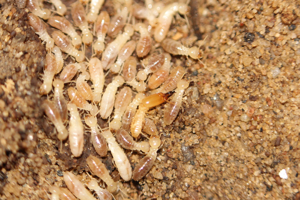 A dense cluster of subterranean termites with creamy white bodies and translucent brownish abdomens, crawling on sandy soil inside a nest.