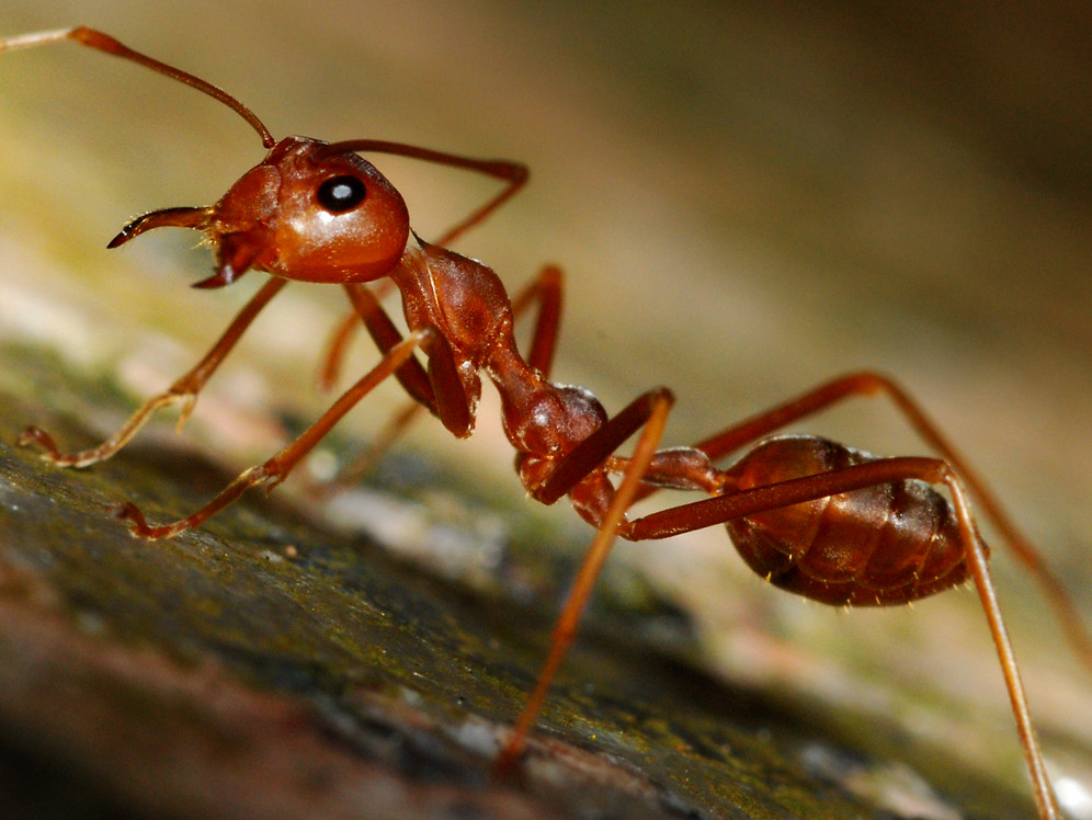 A close-up image of a reddish-brown ant with prominent mandibles, long legs, and segmented body, standing on a natural surface.