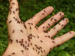 A human hand covered with numerous small black ants, held open outdoors against a blurred green background.