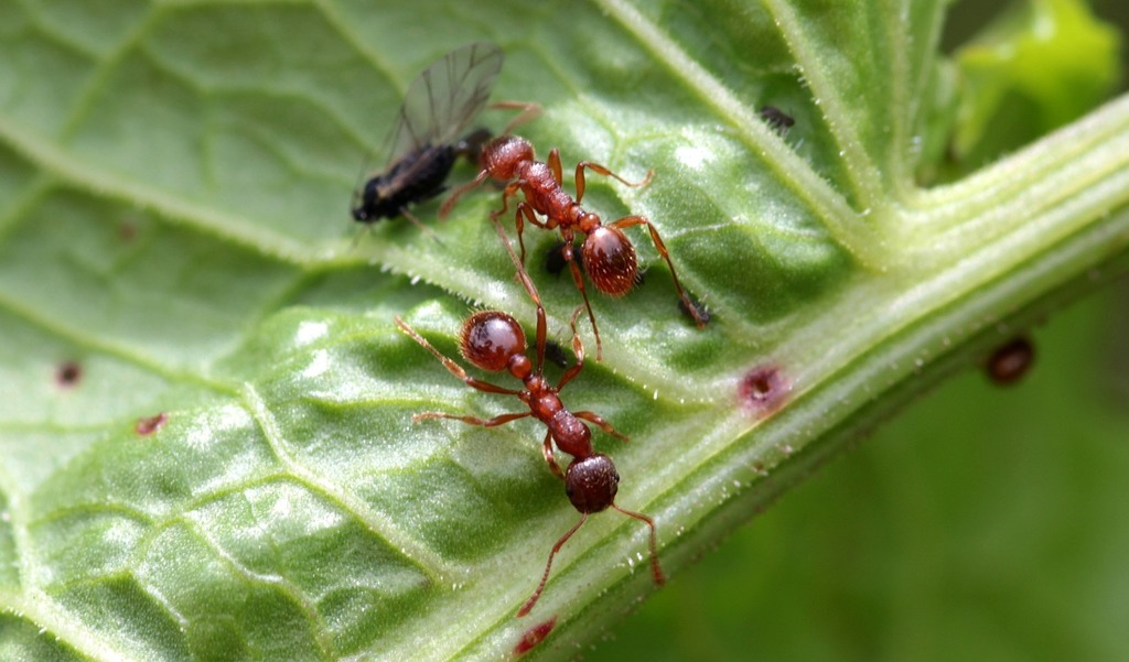 Two reddish-brown ants walking on the surface of a green leaf stem, with a small black winged insect nearby.