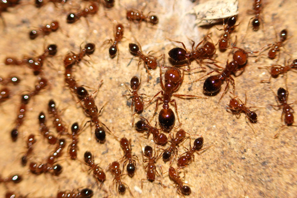 A close-up view of a large group of reddish-brown fire ants with dark, shiny abdomens swarming on a sandy surface.