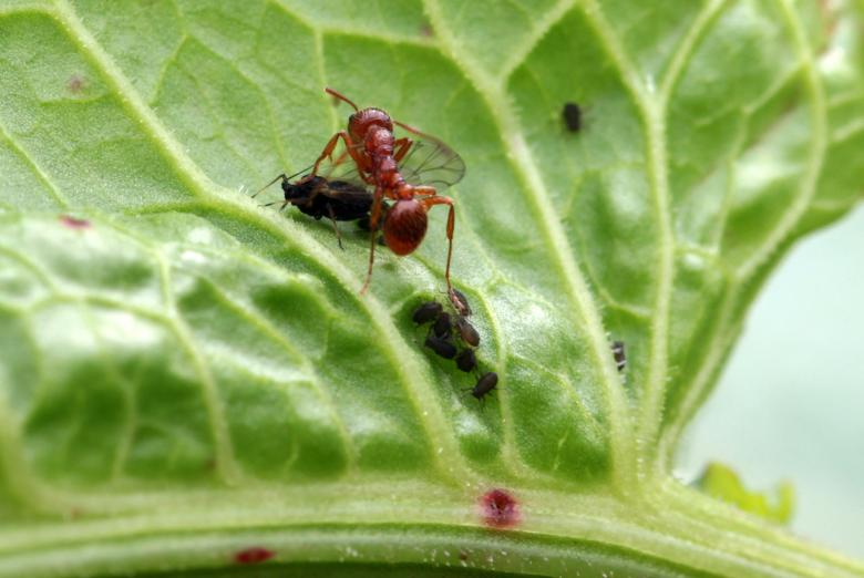 A red ant with wings is standing on a green leaf next to a group of small black aphids and a black flying insect, possibly feeding or interacting with them.