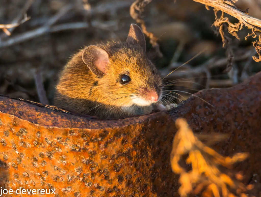 A small brown mouse with a white nose and large ears peeks out from behind a rusty metal object, surrounded by dry twigs and natural debris. This picture is why its important to know how much mouse pest control prices are.