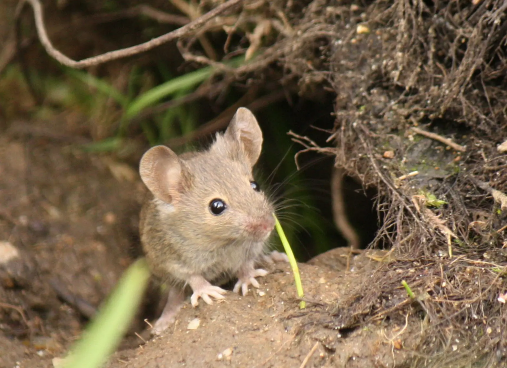 A small gray mouse with large round ears and shiny black eyes sits alert at the entrance of its burrow, surrounded by dirt, roots, and green grass.