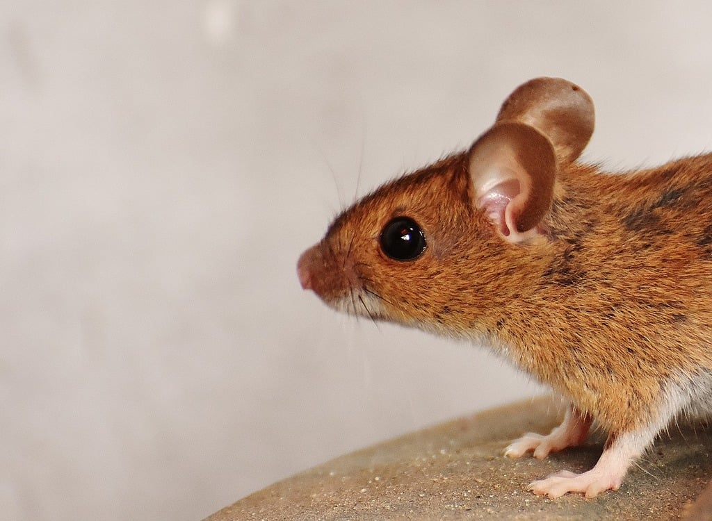 A close-up side profile of a small brown mouse with large rounded ears and glossy black eyes, standing on a surface against a soft neutral background.