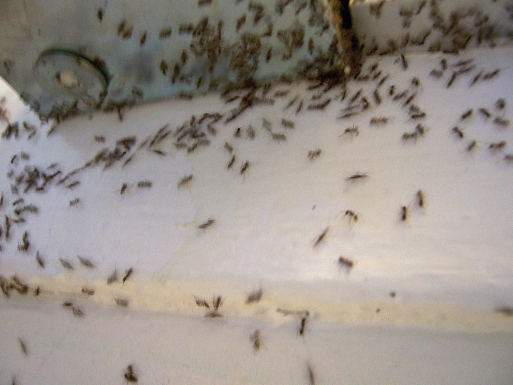 Large infestation of ants crawling across a white wall and surrounding area, appearing in dense clusters and scattered patterns.