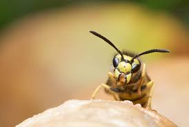 Close-up of a yellowjacket wasp facing forward, perched on a smooth surface, with its mandibles holding a small piece of food.