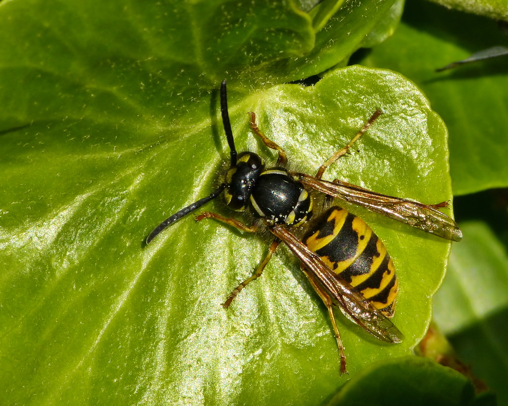 A close-up image of a black and yellow wasp resting on a shiny green leaf, with its wings spread and body clearly showing its striped pattern.