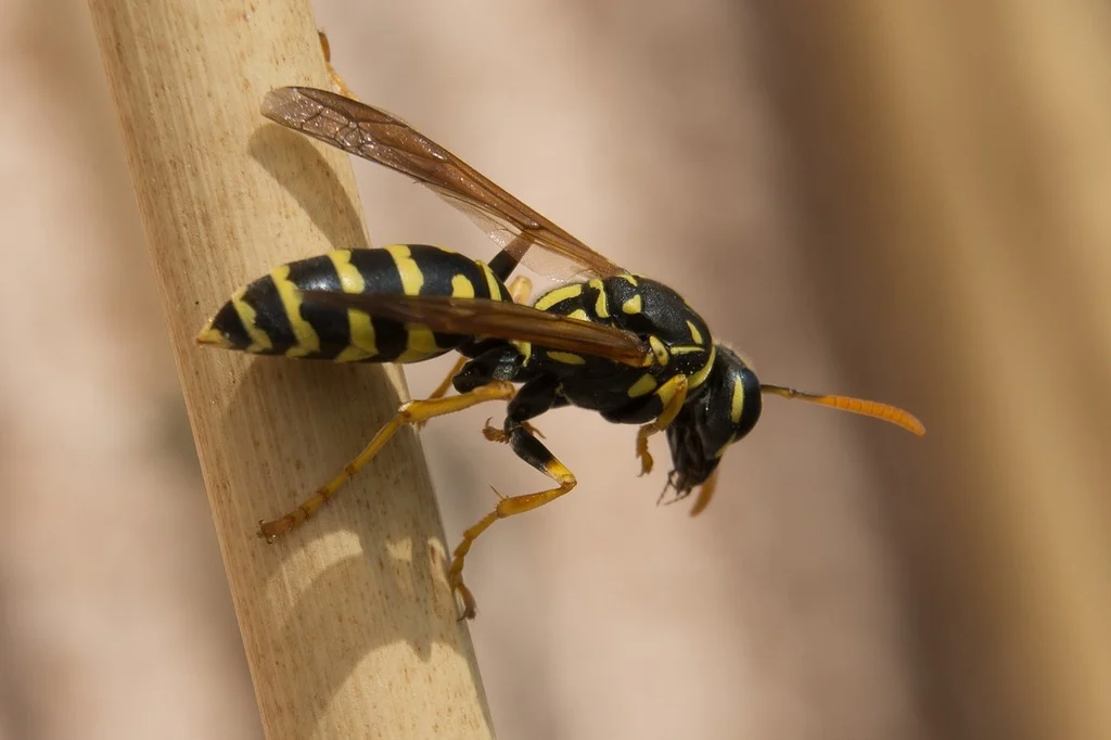 A close-up of a paper wasp perched on a beige reed-like surface, highlighting its elongated black body with bold yellow markings, orange antennae, and translucent brown wings folded along its back.
