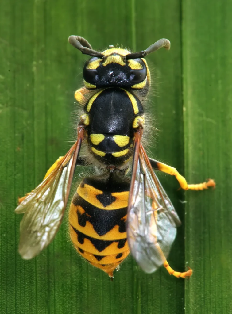 Top-down view of a yellowjacket wasp with vivid black and yellow patterns on its body, perched on a green leaf.