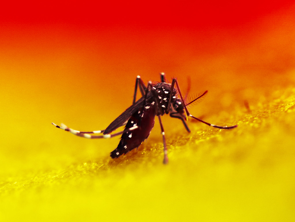 Macro image of a black mosquito with white markings feeding on skin, set against a vivid red and yellow gradient background.