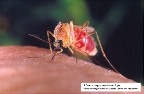 Close-up of a Culex mosquito feeding on a human finger, with its abdomen swollen with blood. Image courtesy of the Centers for Disease Control and Prevention.