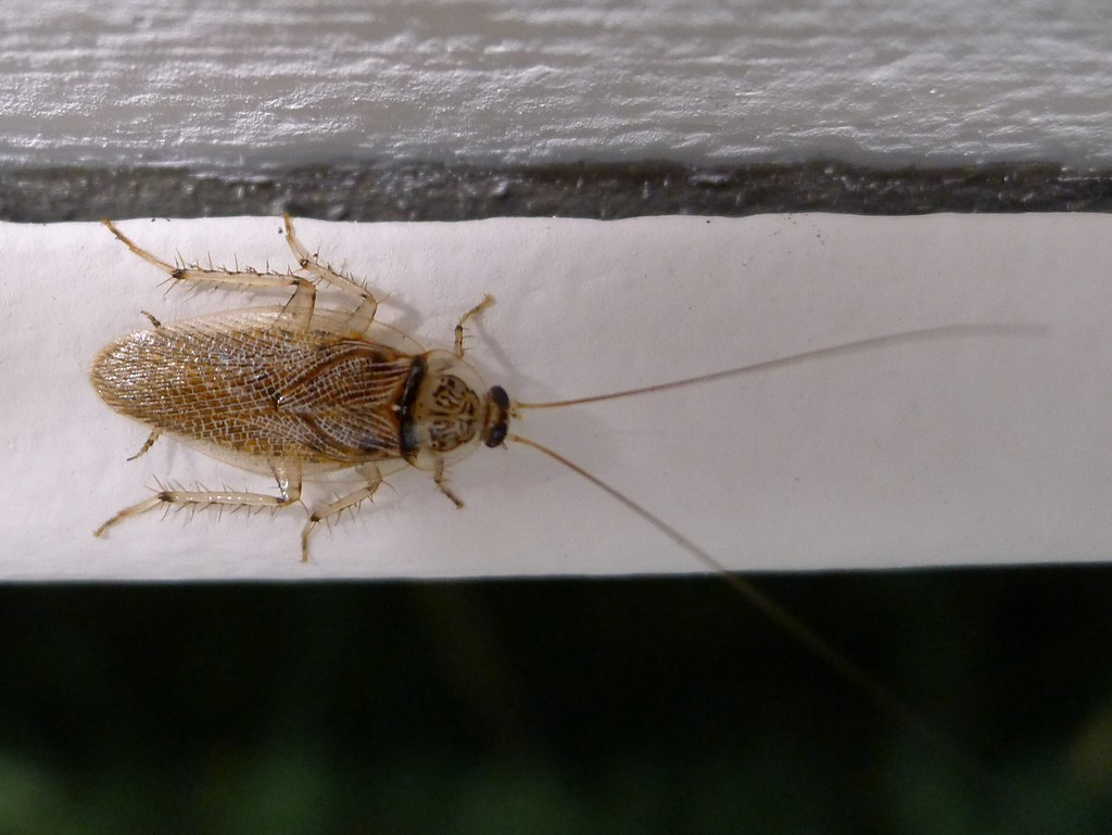 Close-up image of a light-colored cockroach with translucent legs and long antennae, possibly an albino or newly molted roach, resting on a white surface near a textured gray wall. Albino Cockroaches in Virginia Beach.