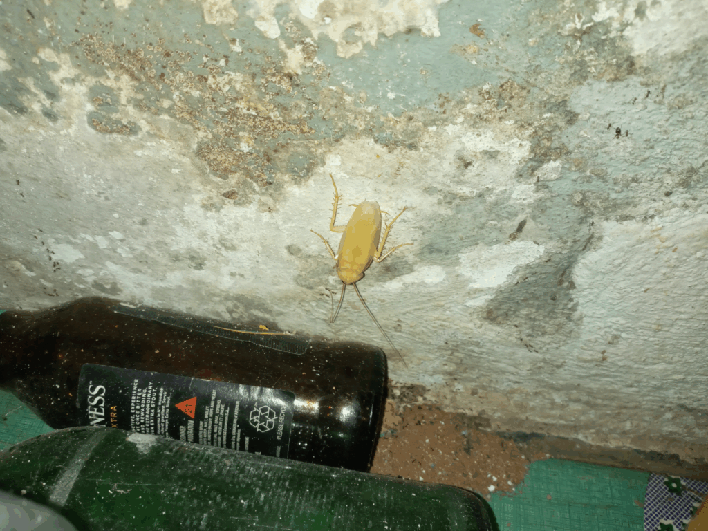 A pale-colored cockroach, possibly newly molted or albino, clings to a rough, mold-stained wall in a dimly lit area near discarded glass bottles on a green floor mat.