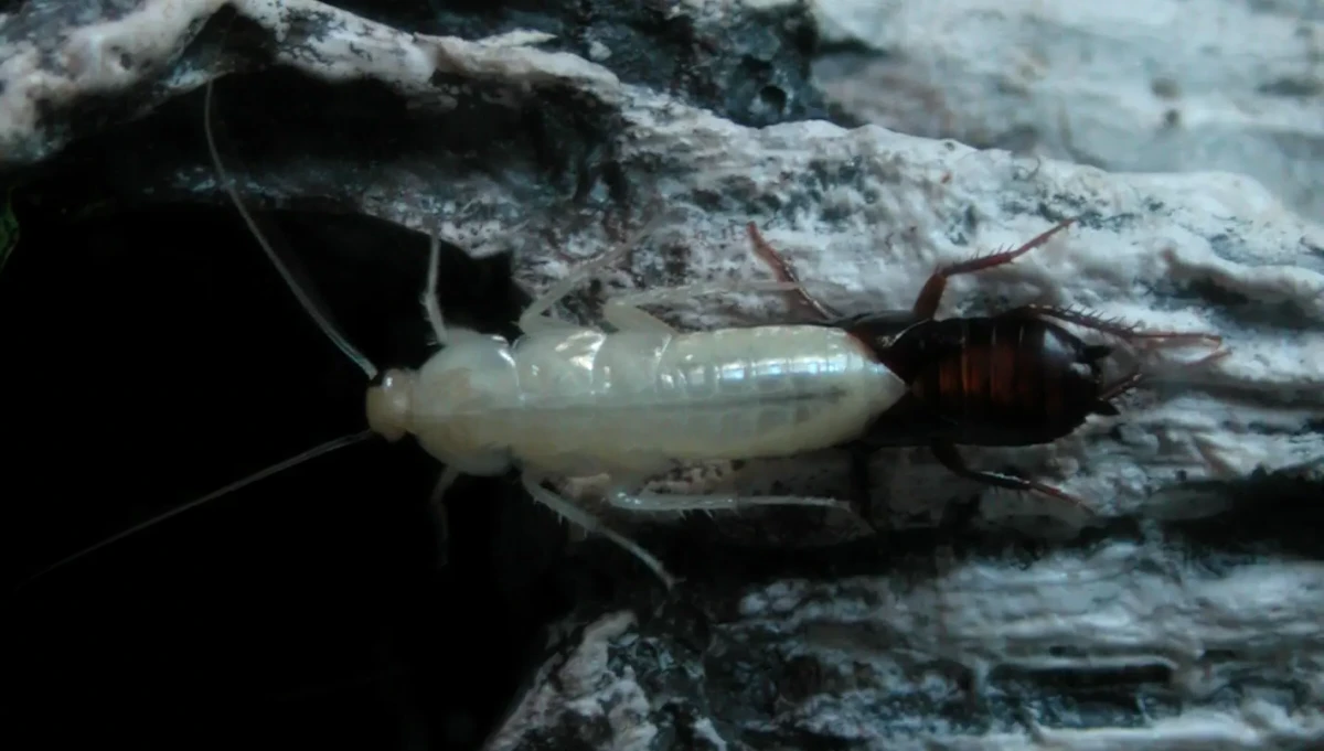 A pale, translucent cockroach in the process of molting clings to a rough, bark-like surface, with its darker exoskeleton still partially attached at the top, highlighting the vulnerable stage in its development.