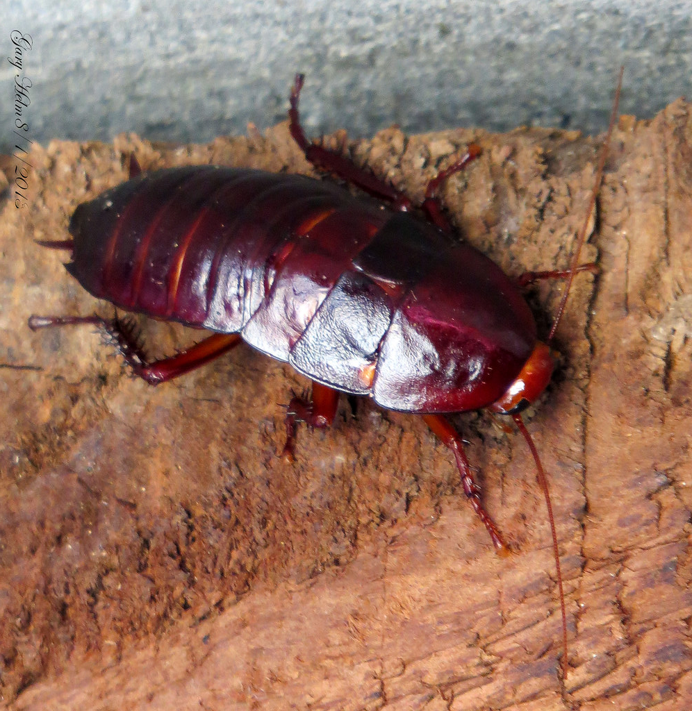 A close-up image of a dark reddish-brown cockroach with a shiny exoskeleton, resting on a rough, brown wooden surface. The insect has visible antennae and segmented body parts, with its legs partially tucked underneath.