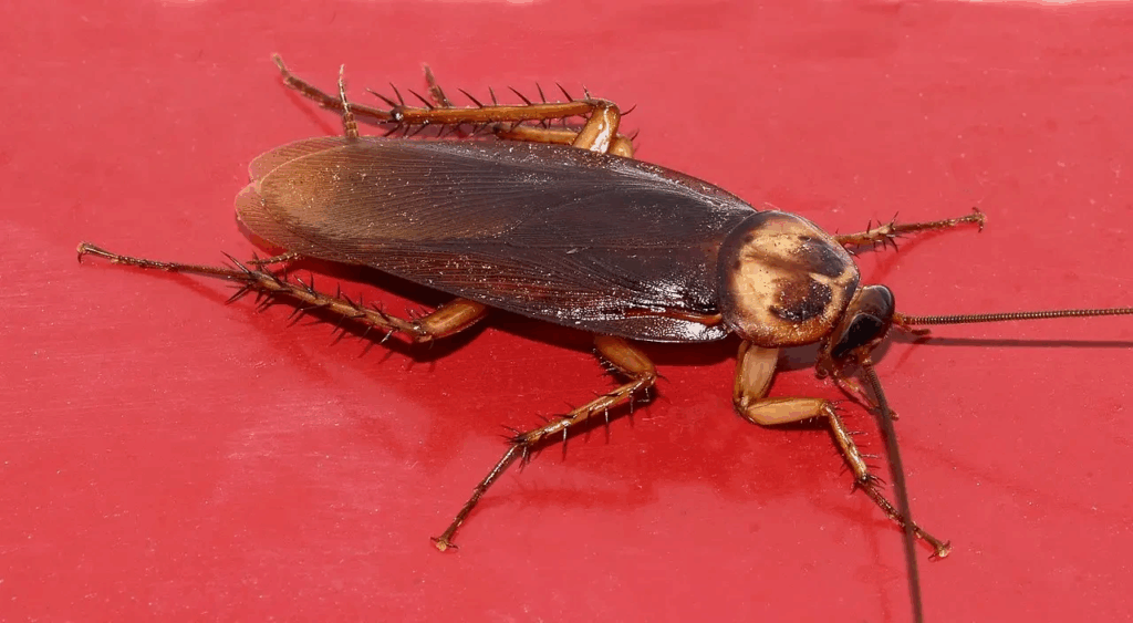 A close-up image of an American cockroach on a red surface. The insect has a dark brown body with lighter brown edges on its wings and a distinctive tan and dark brown pattern on its thorax. Its long, spiny legs and antennae are clearly visible.