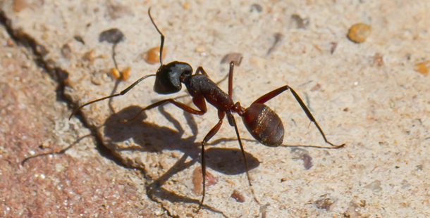 Close-up of a reddish-brown ant with a black head walking across rough stone, casting a shadow.