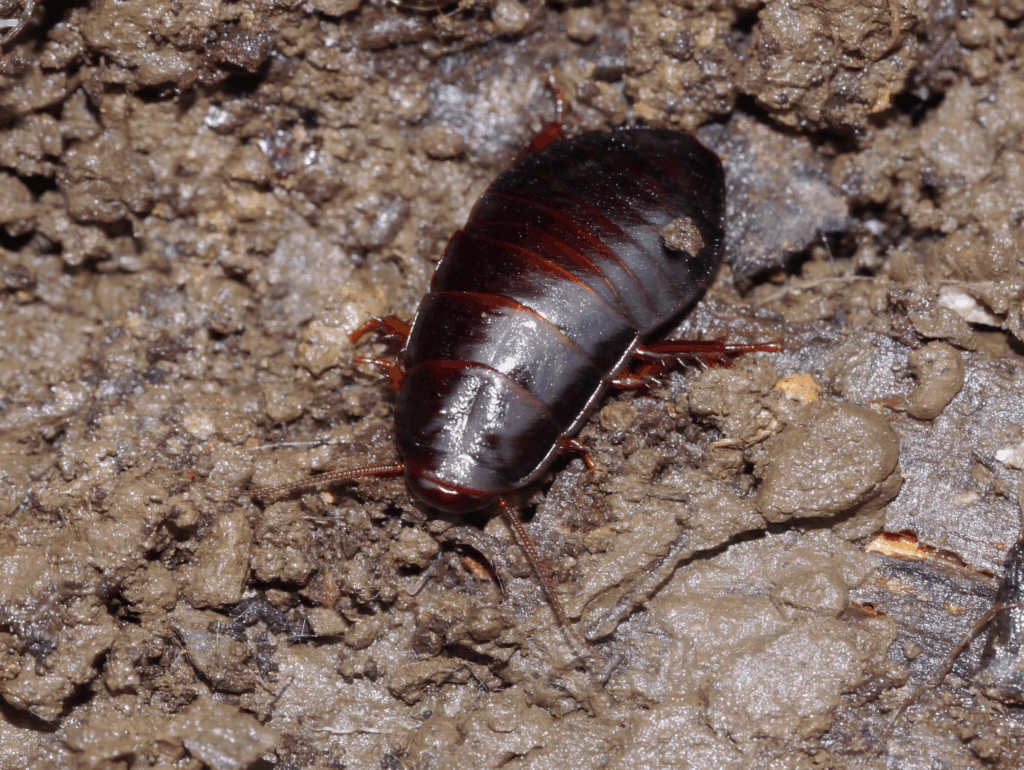 A shiny, dark reddish-brown cockroach is crawling on moist, uneven soil. The insect has a smooth, segmented body with faint reddish stripes and short, sturdy legs partially embedded in the dirt.