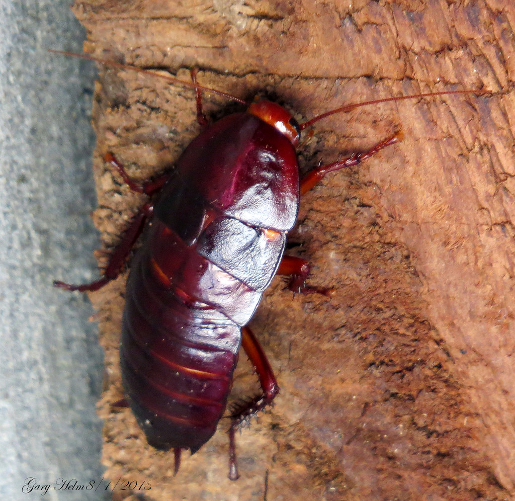 Close-up image of a reddish-brown palmetto bug (American cockroach) resting on a rough wooden surface, showcasing its glossy exoskeleton, segmented body, and long antennae.