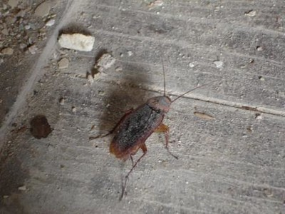 A small reddish-brown cockroach with long antennae on a dusty wooden floor, surrounded by small debris and dirt particles.