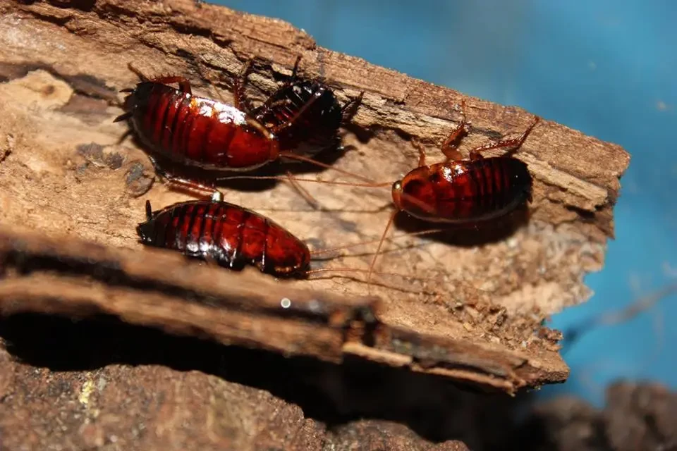 Three small reddish-brown cockroaches with shiny, segmented bodies hiding between pieces of decaying wood, against a blue background. These are 4 palmetto bugs in charleston.
