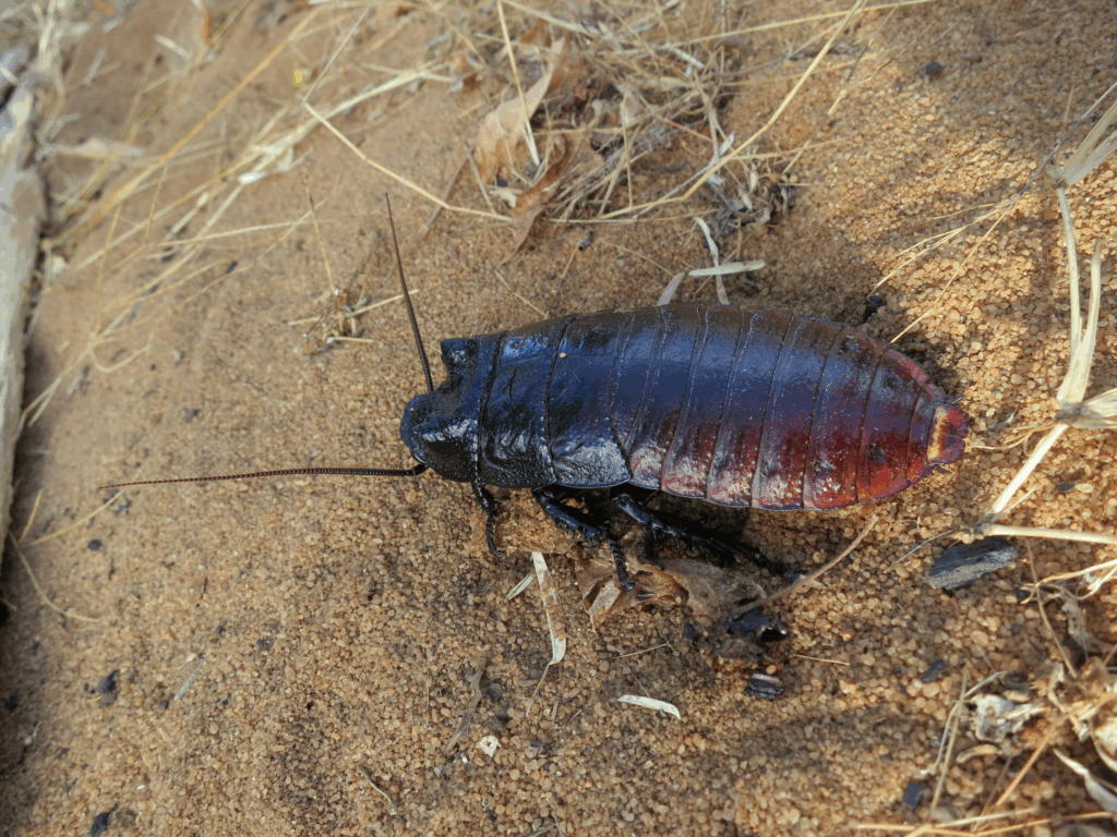 Large, dark reddish-brown cockroach with a glossy segmented body and long antennae crawling on sandy ground scattered with dry grass and plant debris.