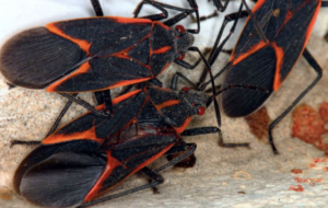 Close-up of boxelder bugs with black bodies and red-orange markings clustered on a surface.