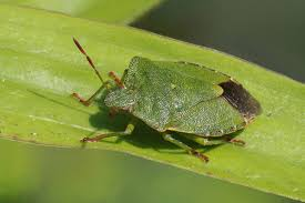 Green stink bug resting on a leaf, showing its shield-shaped body and brownish wing tips.