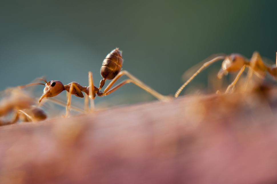 Macro photo of a golden-brown ant with its abdomen raised, walking on a blurred surface.