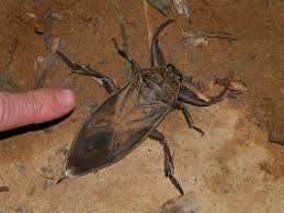 The insect in the image is a giant water bug, also known as a toe-biter. It belongs to the family Belostomatidae and is not a cockroach, even though it can easily be mistaken for one due to its large size and flat, oval body.