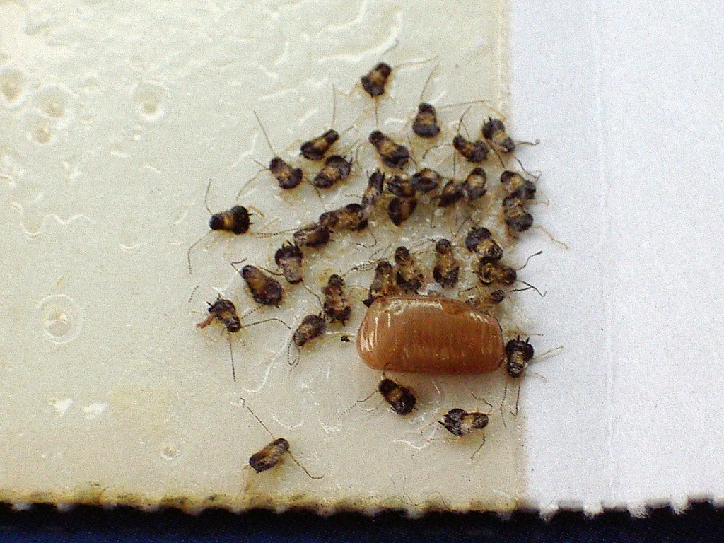 This image shows newly hatched cockroach nymphs (likely German cockroaches) surrounding a cockroach egg case (called an ootheca).