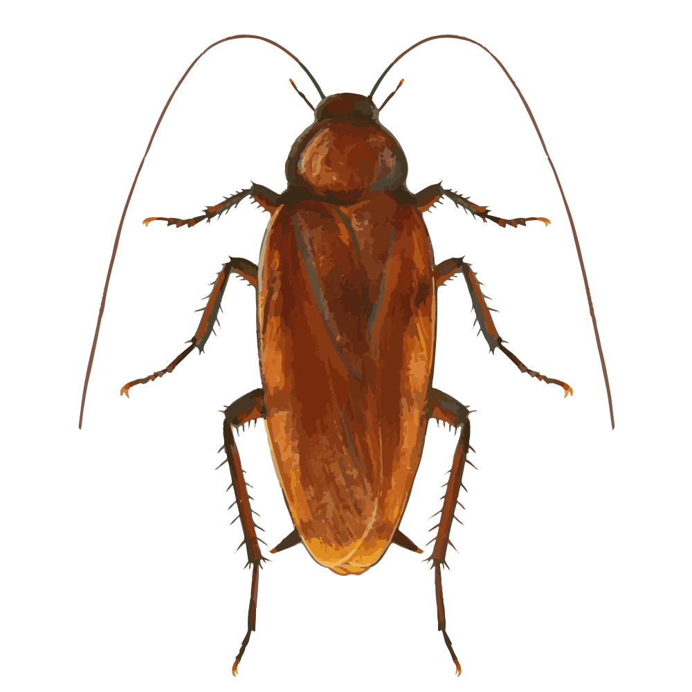 This is a detailed illustration of an American cockroach (Periplaneta americana), one of the largest and most recognizable cockroach species commonly found in the U.S. People may confuse a cockroach or a waterbug, but once you see the differences you will be able to know.