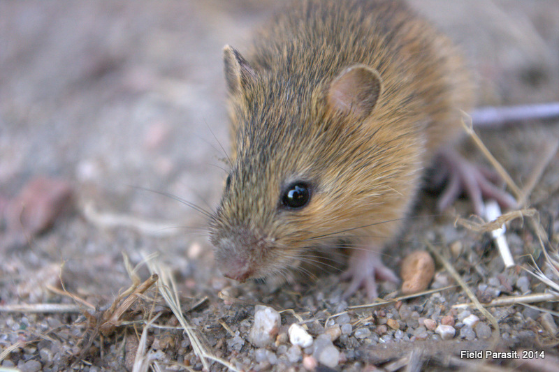 Close-up of a small brown field mouse on rocky soil, surrounded by twigs and dried grass.