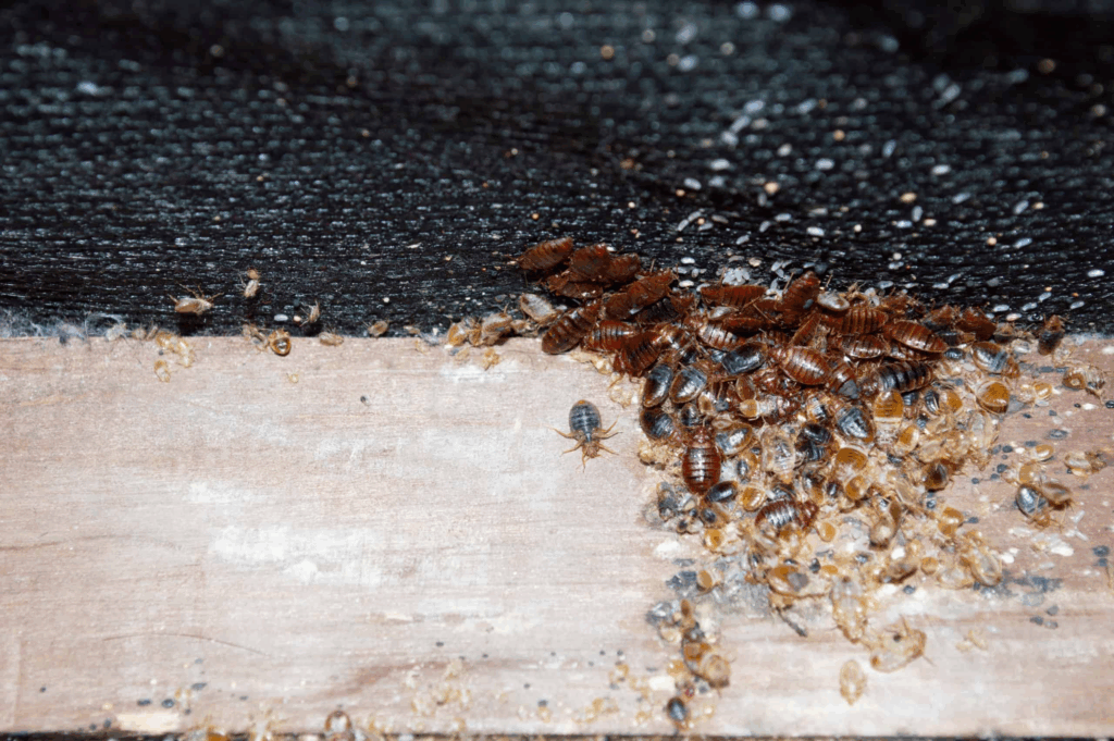 A severe bed bug infestation showing a large cluster of bed bugs, eggs, and shed skins gathered in the corner of a wooden bed frame.
